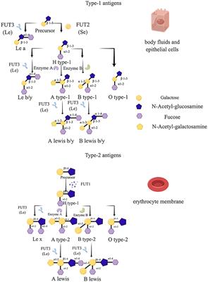 Fucosyltransferase 2: A Genetic Risk Factor for Intestinal Diseases